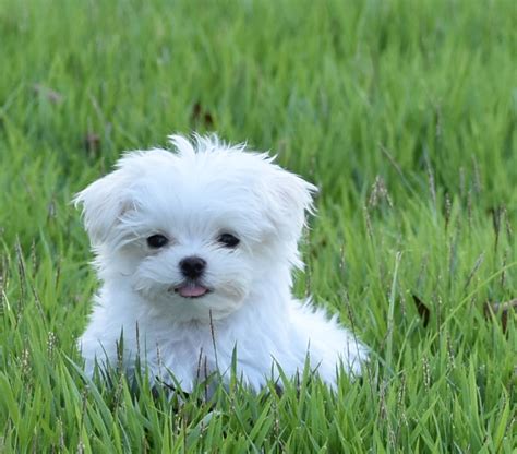 maltese dog breeders near me